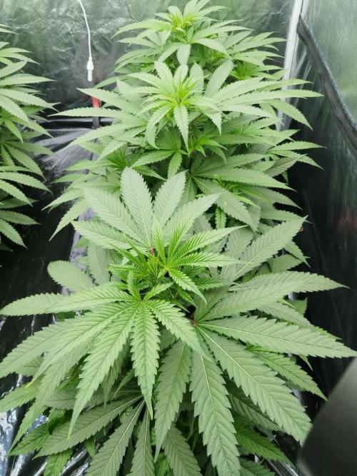 Candy Kush @ Nirvana Seeds. Week 8 - Cuts Day 23