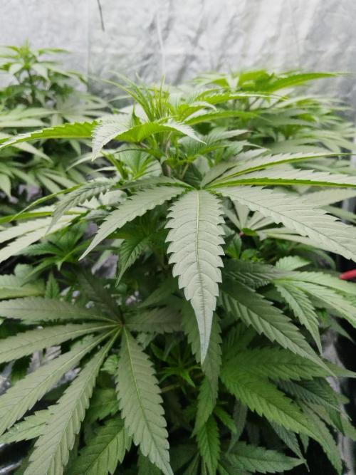 Candy Kush @ Nirvana Seeds. Week 8 - Cuts Day 23