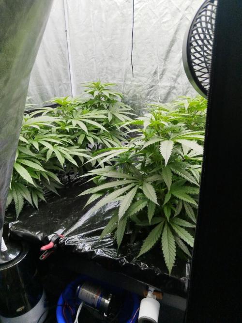 Candy Kush @ Nirvana Seeds. Week 8 - Cuts Day 23