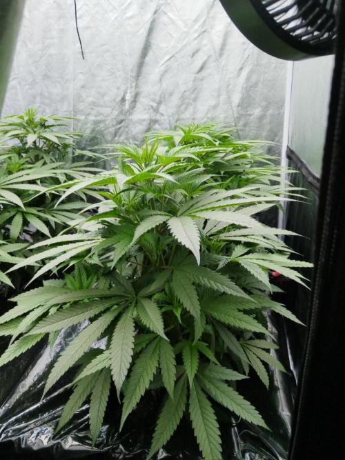 Candy Kush @ Nirvana Seeds. Week 8 - Cuts Day 24