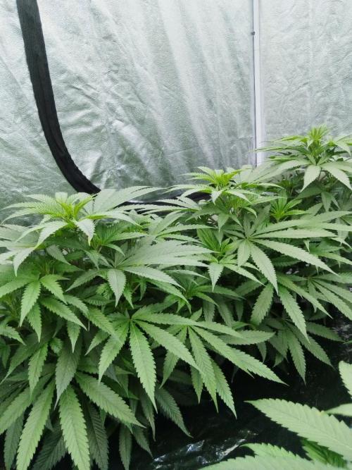 Candy Kush @ Nirvana Seeds. Week 8 - Cuts Day 24