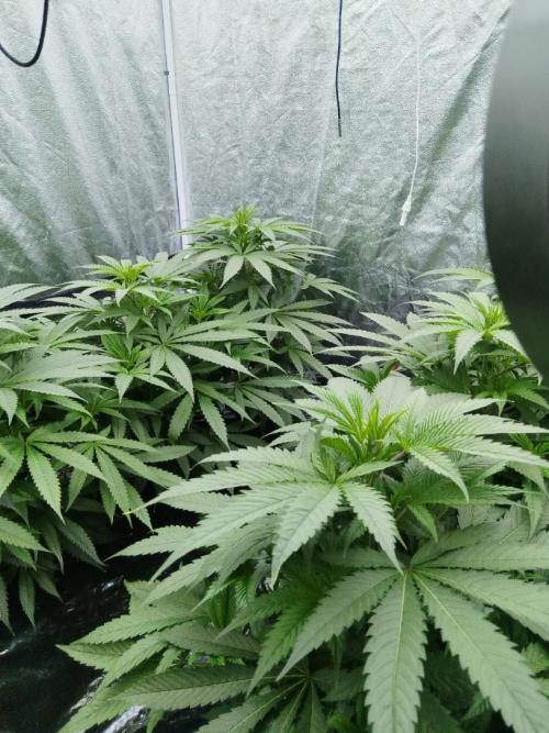 Candy Kush @ Nirvana Seeds. Week 8 - Cuts Day 24