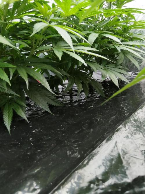 Candy Kush @ Nirvana Seeds. Week 8 - Cuts Day 24