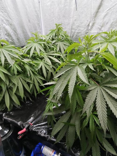 Candy Kush @ Nirvana Seeds. Week 8 - Cuts Day 25
Morning 