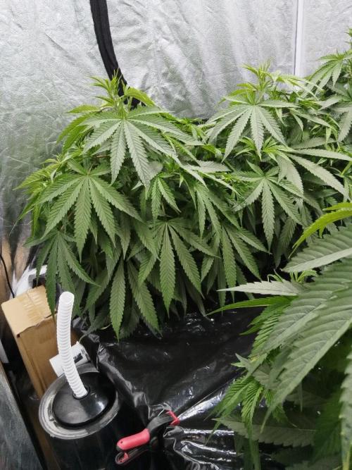 Candy Kush @ Nirvana Seeds. Week 8 - Cuts Day 25
Morning