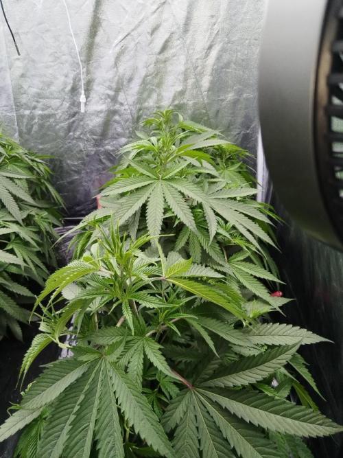 Candy Kush @ Nirvana Seeds. Week 8 - Cuts Day 25
Morning