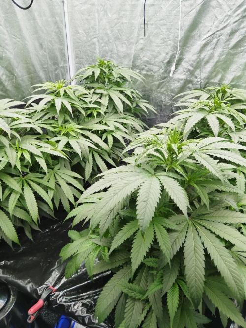 Candy Kush @ Nirvana Seeds. Week 8 - Cuts Day 25
Evening 