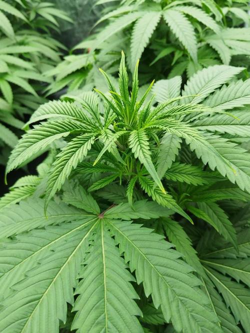 Candy Kush @ Nirvana Seeds. Week 8 - Cuts Day 25
Evening