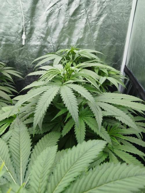 Candy Kush @ Nirvana Seeds. Week 8 - Cuts Day 25
Evening