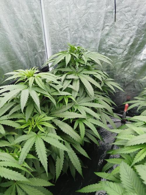 Candy Kush @ Nirvana Seeds. Week 8 - Cuts Day 25
Evening