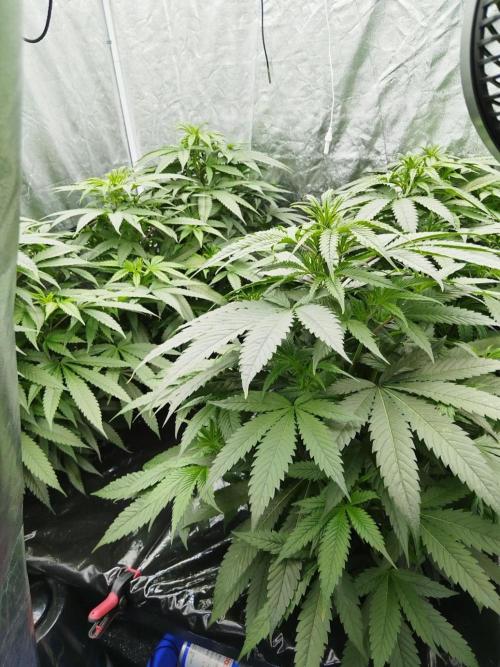 Candy Kush @ Nirvana Seeds. Week 8 - Cuts Day 26