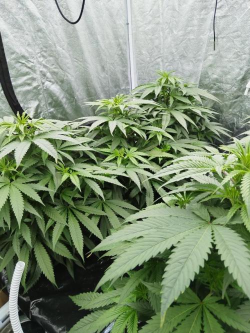 Candy Kush @ Nirvana Seeds. Week 8 - Cuts Day 26