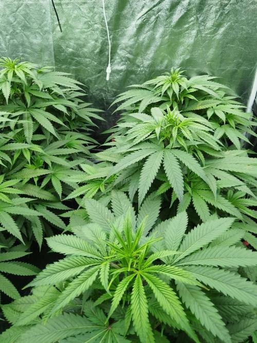 Candy Kush @ Nirvana Seeds. Week 8 - Cuts Day 26