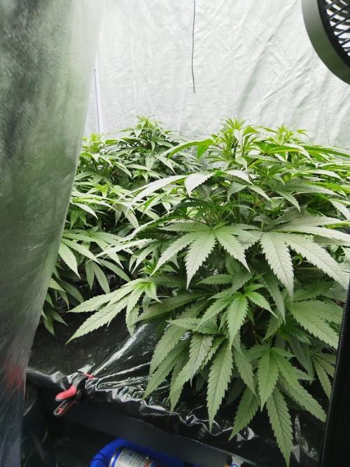 Candy Kush @ Nirvana Seeds. Week 8 - Cuts Day 26