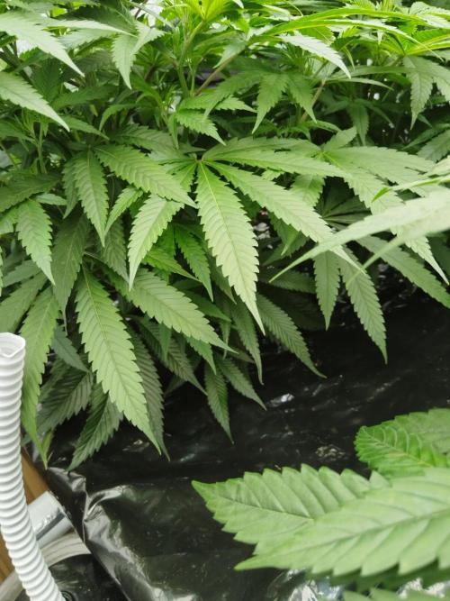 Candy Kush @ Nirvana Seeds. Week 8 - Cuts Day 26