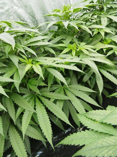 Candy Kush @ Nirvana Seeds. Week 8 - Cuts Day 26