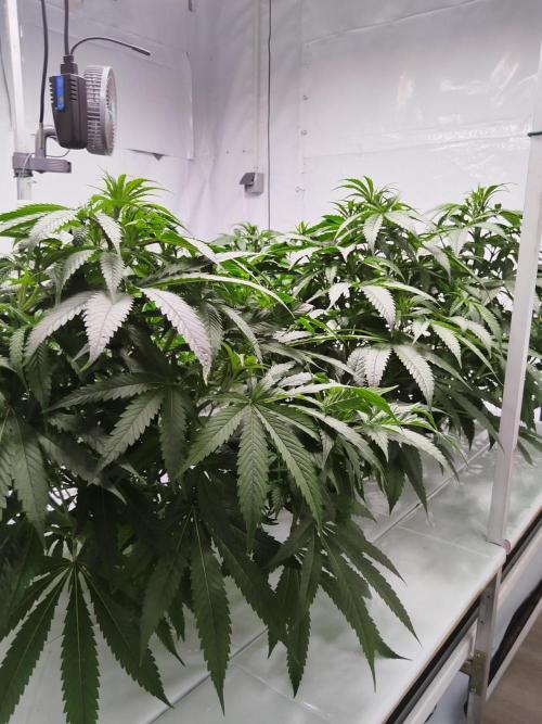 Candy Kush @ Nirvana Seeds. Week 9 - Flowering Day 1
