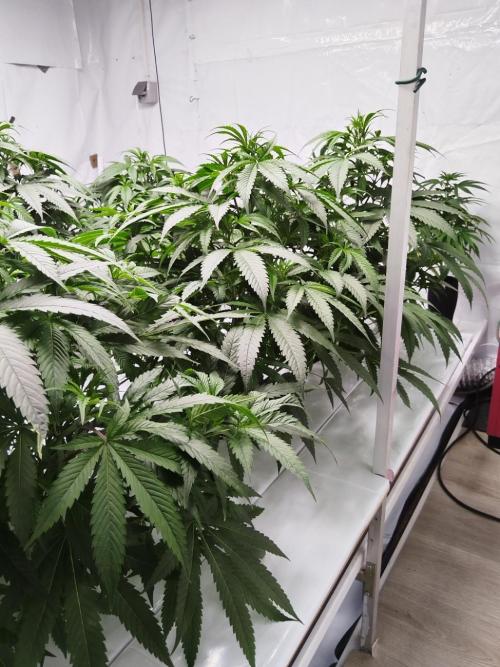 Candy Kush @ Nirvana Seeds. Week 9 - Flowering Day 1
