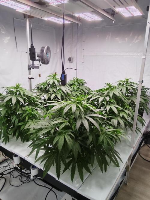 Candy Kush @ Nirvana Seeds. Week 9 - Flowering Day 1
