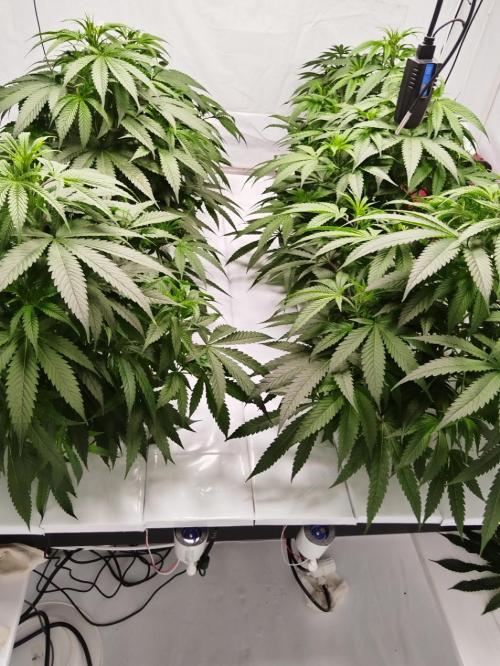 Candy Kush @ Nirvana Seeds. Week 9 - Flowering Day 1
