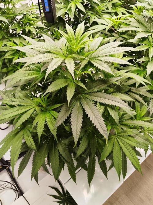 Candy Kush @ Nirvana Seeds. Week 9 - Flowering Day 1
