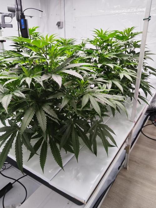 Candy Kush @ Nirvana Seeds. Week 9 - Flowering Day 1
