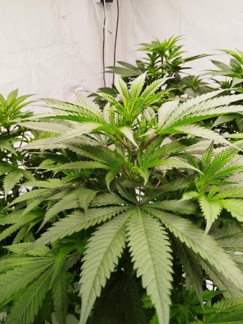 Candy Kush @ Nirvana Seeds. Week 9 - Flowering Day 1
