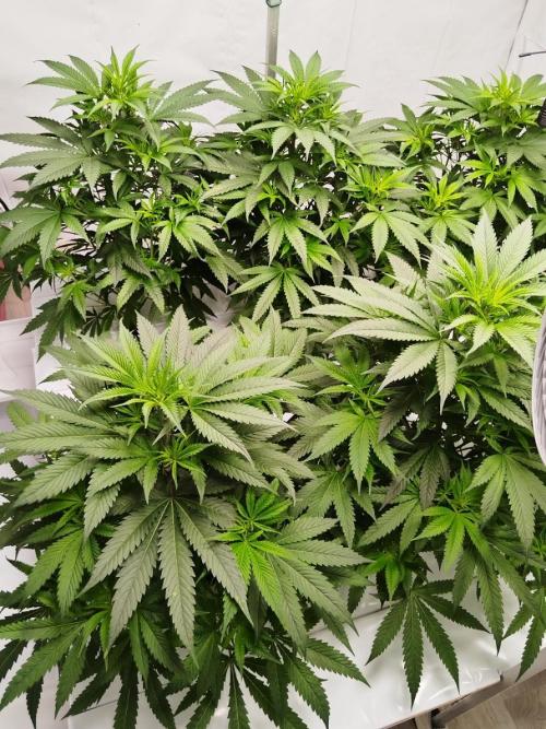 Candy Kush @ Nirvana Seeds. Week 9 - Flowering Day 1
