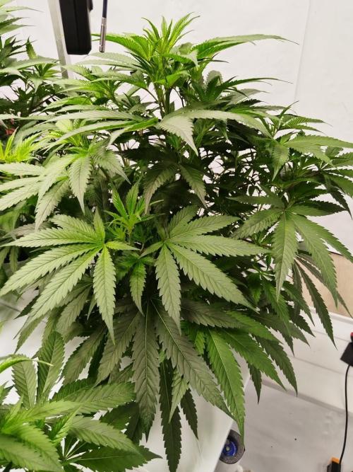 Candy Kush @ Nirvana Seeds. Week 9 - Flowering Day 1
