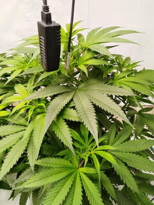 Candy Kush @ Nirvana Seeds. Week 9 - Flowering W1 D2
