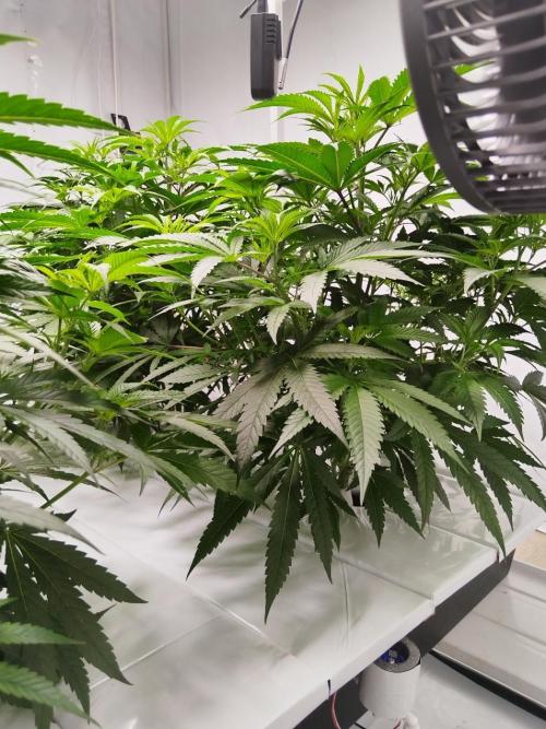 Candy Kush @ Nirvana Seeds. Week 9 - Flowering W1 D2
