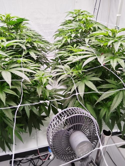 Candy Kush @ Nirvana Seeds. Week 9 - Flowering W1 D2
