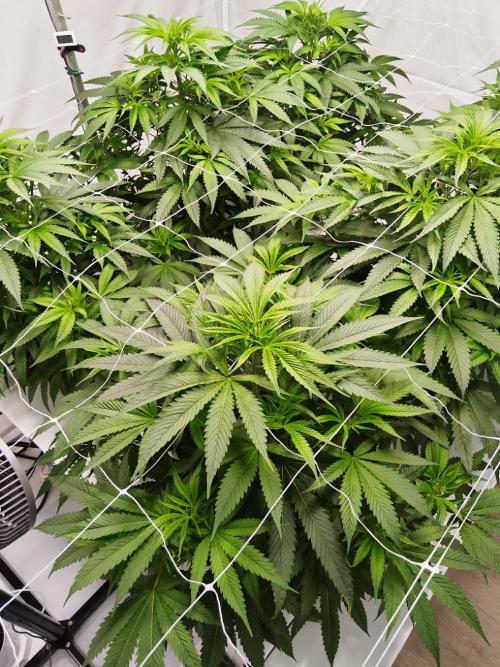 Candy Kush @ Nirvana Seeds. Week 9 - Flowering W1 D2
