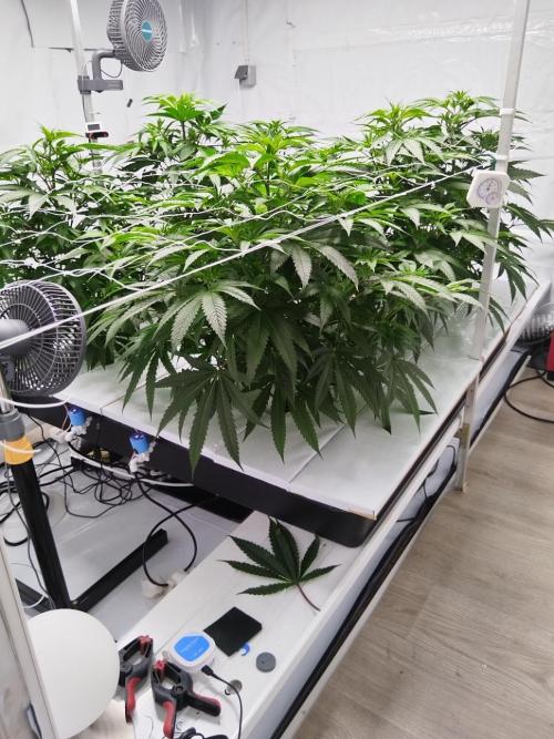 Candy Kush @ Nirvana Seeds. Week 9 - Flowering W1 D2
