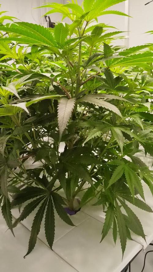 Candy Kush @ Nirvana Seeds