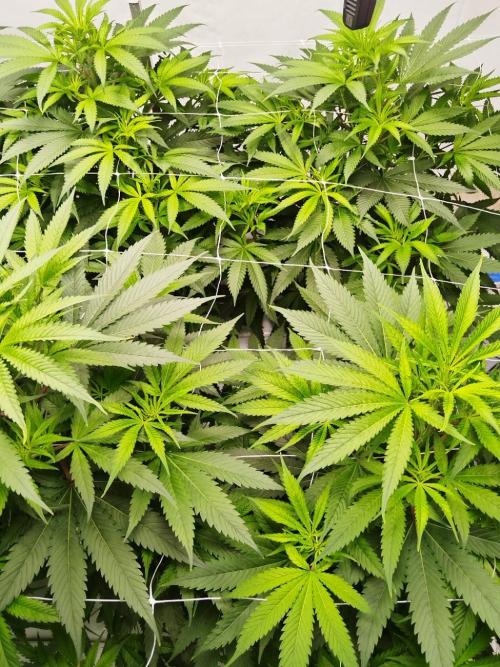 Candy Kush @ Nirvana Seeds. Week 9 - Flowering W1 D3
