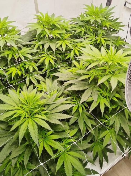 Candy Kush @ Nirvana Seeds. Week 9 - Flowering W1 D3
