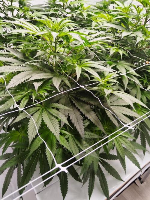 Candy Kush @ Nirvana Seeds. Week 9 - Flowering W1 D3
