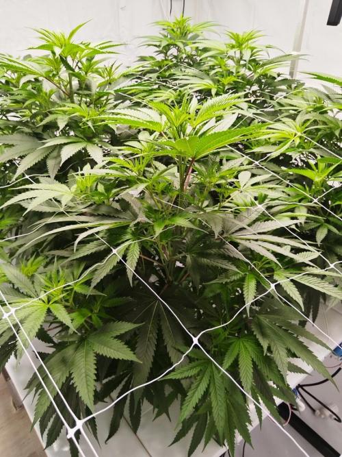 Candy Kush @ Nirvana Seeds. Week 9 - Flowering W1 D3
