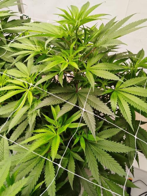 Candy Kush @ Nirvana Seeds. Week 9 - Flowering W1 D3
