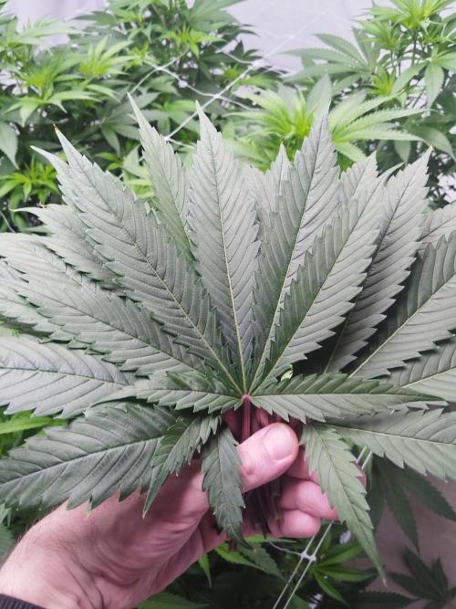 Candy Kush @ Nirvana Seeds. Week 9 - Flowering W1 D5