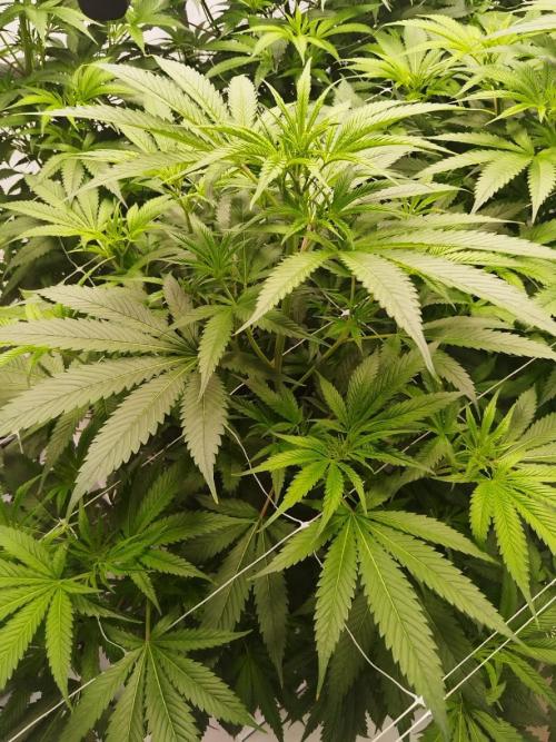 Candy Kush @ Nirvana Seeds. Week 9 - Flowering W1 D6