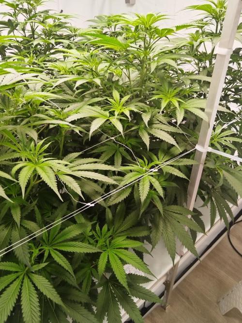 Candy Kush @ Nirvana Seeds. Week 9 - Flowering W1 D6