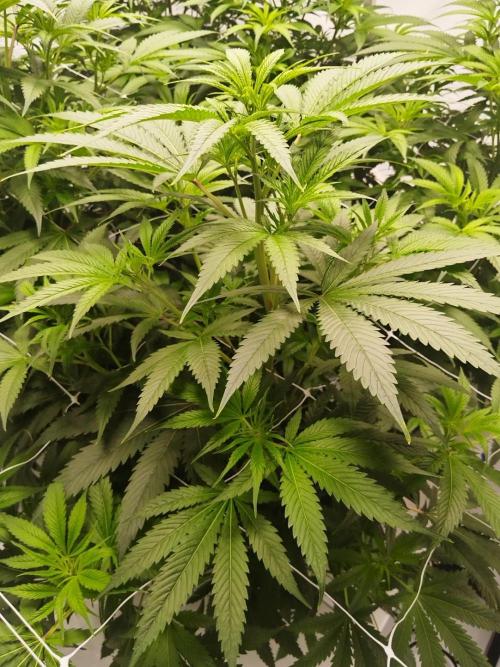 Candy Kush @ Nirvana Seeds. Week 9 - Flowering W1 D6