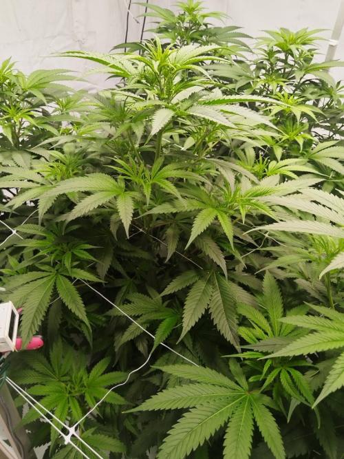 Candy Kush @ Nirvana Seeds. Week 9 - Flowering W1 D6