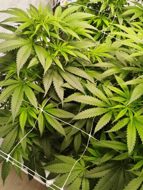Candy Kush @ Nirvana Seeds. Week 9 - Flowering W1 D6