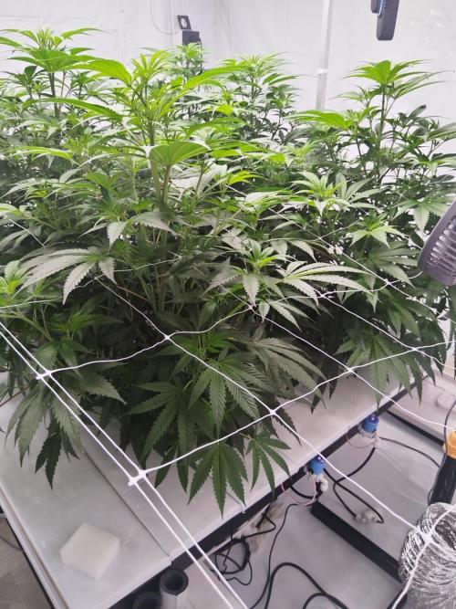 Candy Kush @ Nirvana Seeds. Week 9 - Flowering W1 D6