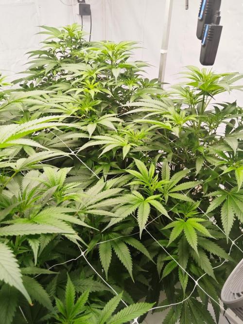 Candy Kush @ Nirvana Seeds. Week 9 - Flowering W1 D6