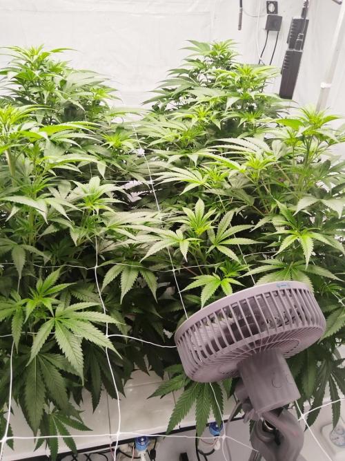 Candy Kush @ Nirvana Seeds. Week 9 - Flowering W1 D6