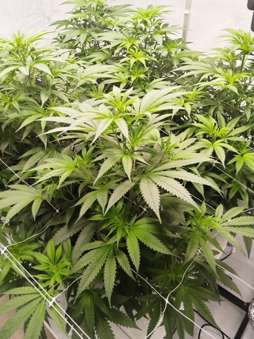 Candy Kush @ Nirvana Seeds. Week 9 - Flowering W1 D6